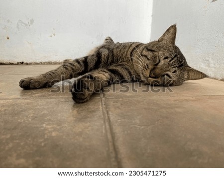 A male dashing domestic cat, with black stripes colours  lying on the floor
