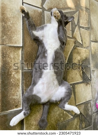Domestic cat with grey and white fur. Cute cat. Funny Cat. Lying on The Floor.