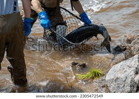 Sturgeon spawning in the Wolf River in Shawano, Wisconsin