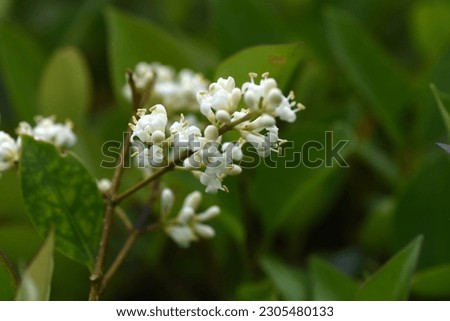 Japanese privet ( Ligustrum japonicum ) flowers. Oleaceae evergreen tree. From May to June, many small white flowers bloom in a conical shape. Royalty-Free Stock Photo #2305480133