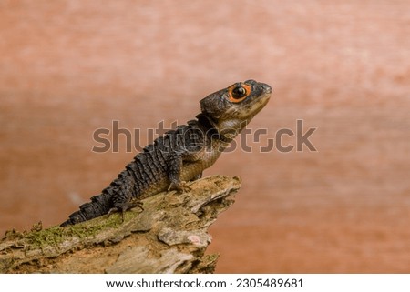 Red-Eyed Crocodile Skink Tribolonotus gracilis. Animal closeup 
