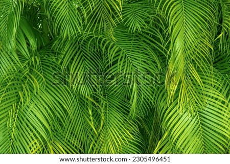 A green palm leaf background 