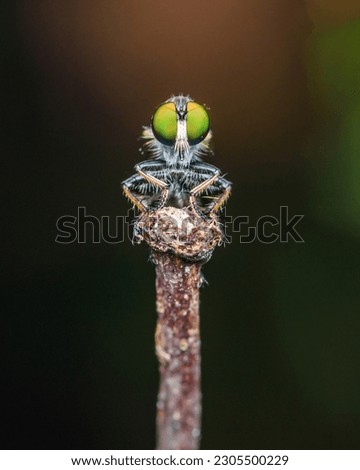 Close up a robber fly on branch and dark background, Nature background, Big eye insect, Thailand.