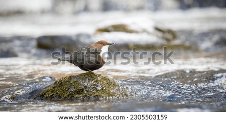The white throated dipper Cinclus cinclus sitting on a stone and looking for food in winter, the best photo.