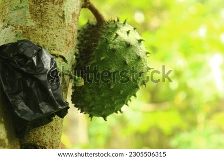Young soursop fruit is green with spines that are not sharp Royalty-Free Stock Photo #2305506315