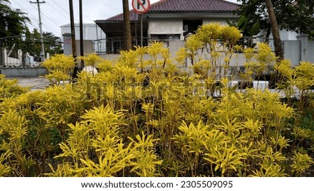 Yellow Broccoli Ornamental Plant with a rough texture, long leaf shape and bright yellow color 