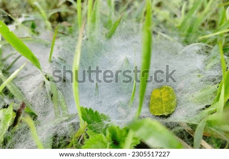 cobwebs on dew-wet green grass