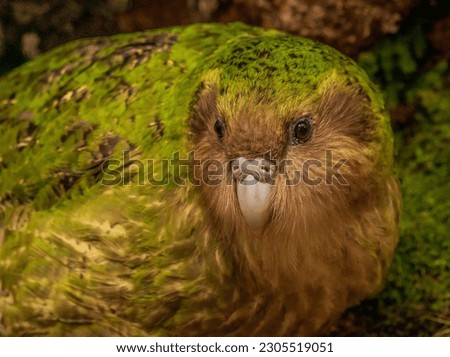 Wild endemic flightless Kakapo parrot in New Zealand Royalty-Free Stock Photo #2305519051
