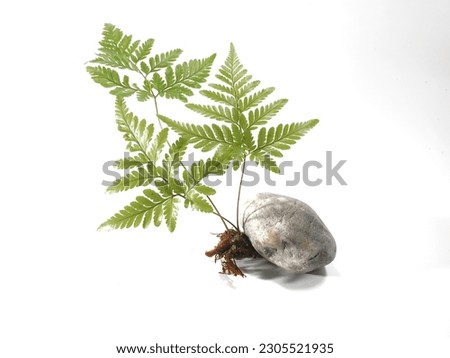 
Beautiful green ferns on a white background