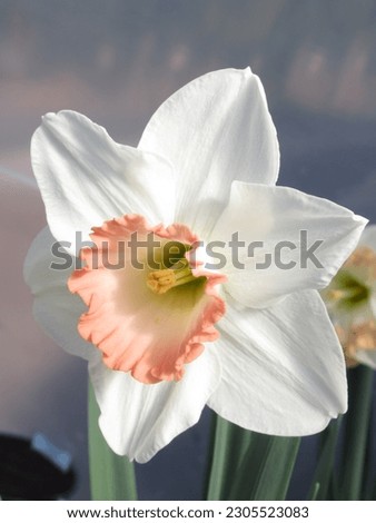Get up close to the crown of the High Society narcissus, showcasing its exquisite beauty. Royalty-Free Stock Photo #2305523083