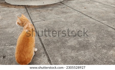 Friendless orange cat in the garden