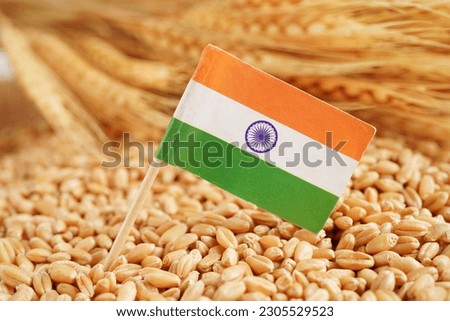 India flag on grain wheat, trade export and economy concept.