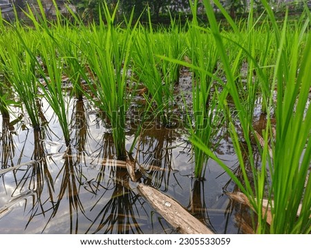 Newly grown rice plants have started to turn green 