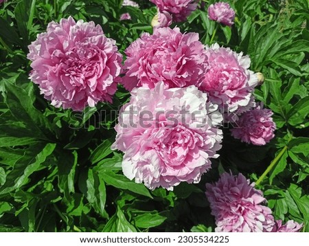 Peony. Macro photo of pink peony. Big pink flower in summer garden. Summer nature. Peony bloom. Peonies blossoming, peonies blooming. Closeup photo of flower. Wallpaper with pink spring flowers, peony Royalty-Free Stock Photo #2305534225