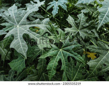 papaya leaf, Japanese papaya leaf with scientific name Cnidoscolus aconitifolius, texture pattern background