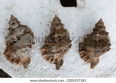 Snail shell on the beach on white background