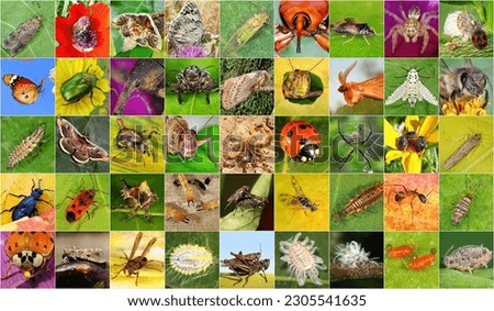 Biodiversity and colors in the insect world. Set of insects. Macro. Collage