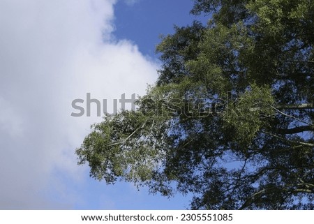 a photo of a tree with a blue cloud background