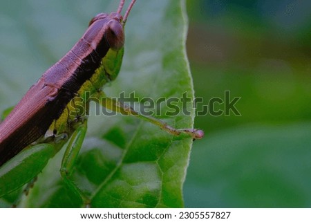 Nature Photography. Macro photo of Oxya chinensis grasshopper resting on a leaf in Cikancung, Bandung Region - Indonesia