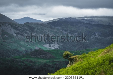 Small green tree and bracken in the Lake District National Park in England, with beautiful mountains in the background. 