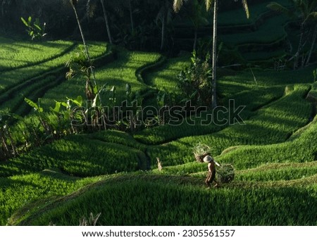 Besides rich local culture, Ubud is all about natural beauty. The area is revered for its cascading rice terraces and lush jungle views. Tegalalang is the most famous rice paddy destination.