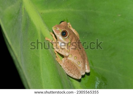 Natal Forest Tree Frog (Leptopelis natalensis) on a leaf Royalty-Free Stock Photo #2305565355