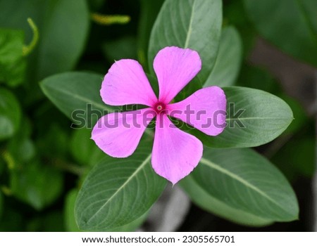 Close-up view of pink madagascar periwinkle which also known as tapak dara in Indonesia. The scientific name is Catharanthus roseus.  Royalty-Free Stock Photo #2305565701
