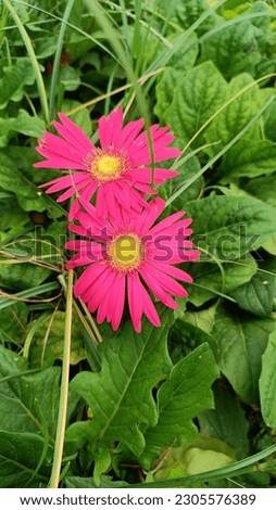 Beautiful caption of natural flower 