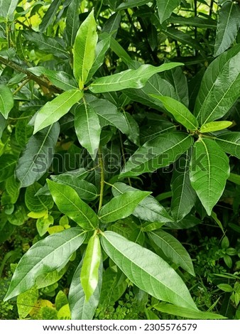 Close up of strangler fig plant 