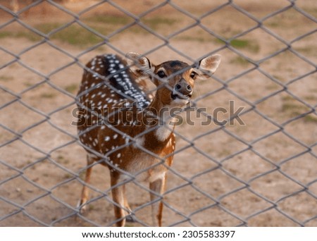Cute Deer Behind the Cage looking Outside