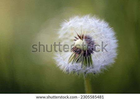 Dandelion clock or blowball (Taraxacum officinale) half full with seeds that will soon disperse in the wind, beautiful weed against a green background, copy space, close-up, selected focus Royalty-Free Stock Photo #2305585481