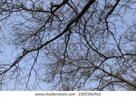 Nature - Trees in a bird sanctuary  