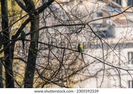 Wild ring-necked parakeets in a park on Giancolo Hill