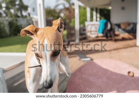 Nerdy Whippet Dog in sunny garden. Family home dog blurry background. Dog portrait. Cute family dog. Copy space. Close to camera, selective focus. 