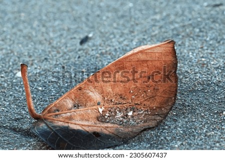 A leaf in the sand, captured in macro up close with details. Natures beauty captured