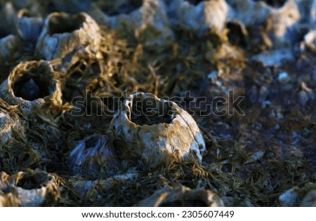 Barnacles near the shore line in the afternoon sunset light. Shot very close up in macro. Natures beauty captured