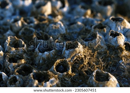 Barnacles near the shore line in the afternoon sunset light. Shot very close up in macro. Natures beauty captured