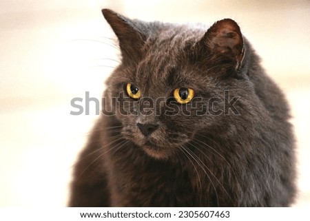A fluffy grey persian cat portrait, close up face shot, golden eyes, whiskers.
