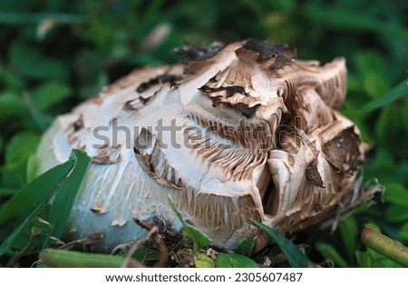Fungus is part of natures beauty captured in photos. Mushrooms growing wild in the grass.