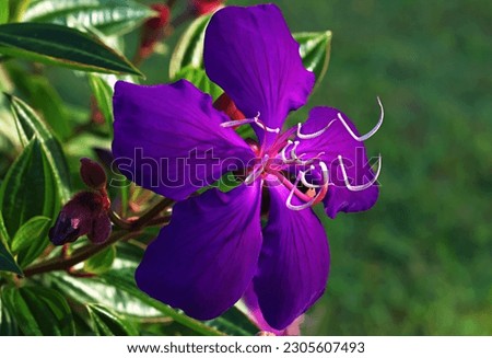 Lovely purple flowers outside in the garden on a sunny day. Natures beauty captured in a color photo.