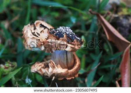 Fungus is part of natures beauty captured in photos. Mushrooms growing wild in the grass.