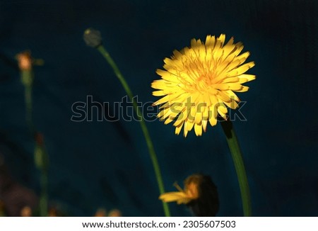 A bright yellow dandelion flower outside in the garden on a sunny day. Natures beauty captured in a color photo.