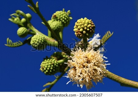Natures beauty captured in macro of a trees flowering seed bloom for propicating new growth.