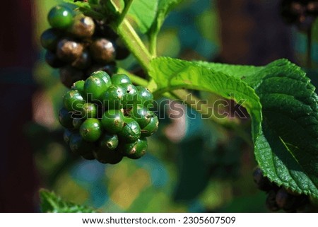 Seeds and berries on a tree branch outside on a sunny day, natures beauty captured