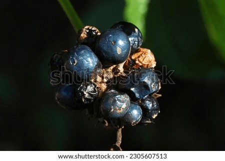 Seeds and purple berries on a tree branch outside on a sunny day, natures beauty captured