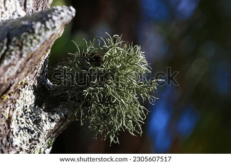 Natures natural moss fungus growths captured in macro, fuzzy, mossy green growth on a tree outside after rain.