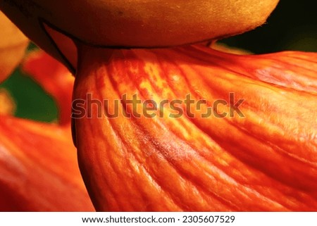 Bright orange flowering tree outside in the garden on a sunny day. Natures beauty captured in a vivid color macro photo.