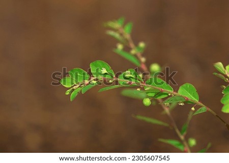A tiny bush branch up close with small buds and green leaves, shot macro to have natures beauty captured
