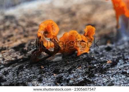 Dacryopinax spathularia is a tiny gelatinous fungus that grows on old wood after a rain, yellow or orange in color. Natures natural fungus growths captured in macro.