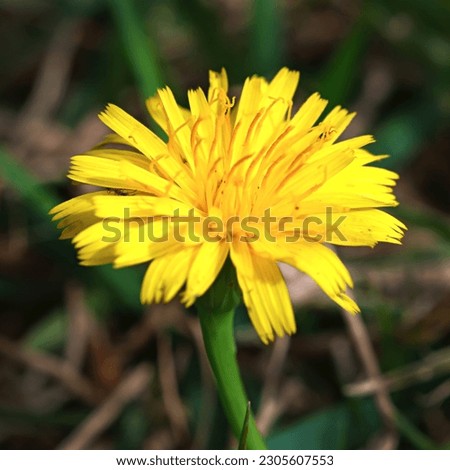 Bright yellow dandelion flower outside in the garden on a sunny day. Natures beauty captured in a color photo.